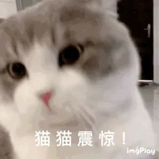 ⭐ emoji 我也愛貓貓 @F76av Telegram sticker 22 of 50