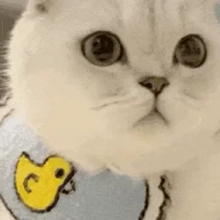 ⭐ emoji 我也愛貓貓 @F76av Telegram sticker 5 of 50