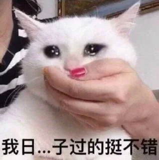 ⭐ emoji 萨摩耶 Telegram sticker 20 of 35