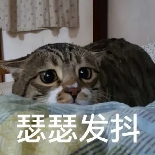 ⭐ emoji 萨摩耶 Telegram sticker 21 of 35