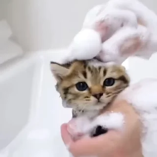 🛁 emoji Cats 2 @aizenstickerpack Telegram sticker 6 of 83
