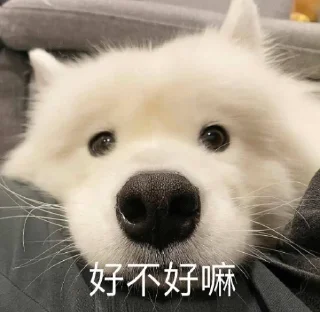 Sticker from 萨摩耶(Samoyed) & more by @momo_li ⭐️