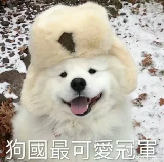 Sticker from 萨摩耶(Samoyed) & more by @momo_li ⭐️