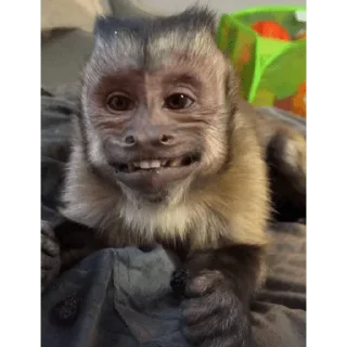 😀 emoji George Monkey🐒🐒 Telegram sticker 6 of 30