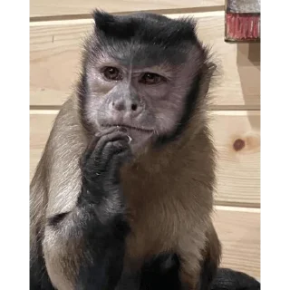 😀 emoji George Monkey🐒🐒 Telegram sticker 11 of 30