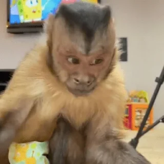 😀 emoji George Monkey🐒🐒 Telegram sticker 12 of 30