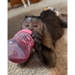 😀 emoji George Monkey🐒🐒 Telegram sticker 22 of 30