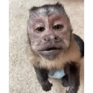 😀 emoji George Monkey🐒🐒 Telegram sticker 21 of 30