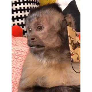 😀 emoji George Monkey🐒🐒 Telegram sticker 5 of 30