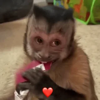 😀 emoji George Monkey🐒🐒 Telegram sticker 8 of 30