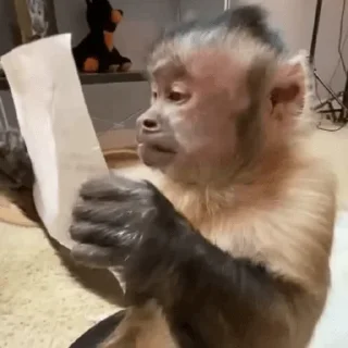 😀 emoji George Monkey🐒🐒 Telegram sticker 24 of 30