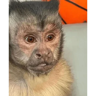 😀 emoji George Monkey🐒🐒 Telegram sticker 20 of 30