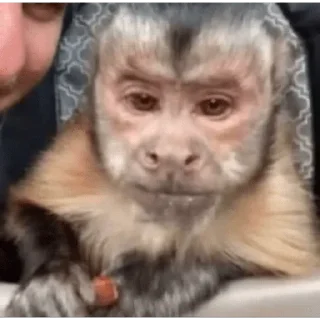 😀 emoji George Monkey🐒🐒 Telegram sticker 19 of 30