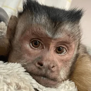 😀 emoji George Monkey🐒🐒 Telegram sticker 18 of 30