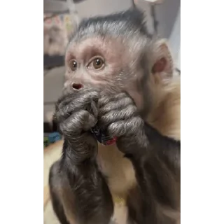 😀 emoji George Monkey🐒🐒 Telegram sticker 7 of 30