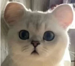 🐱 emoji 开开！ Telegram sticker 16 of 87