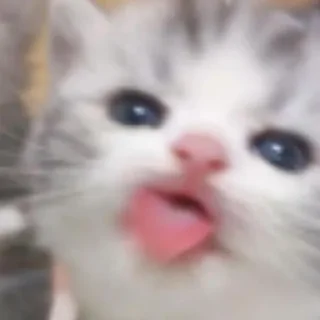 Sticker from miaww 🐾🐾