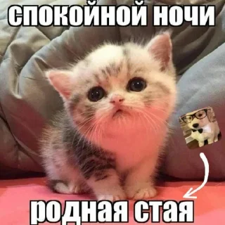 Sticker from Стая
