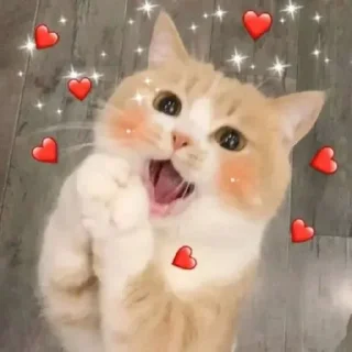 Sticker from 猫猫
