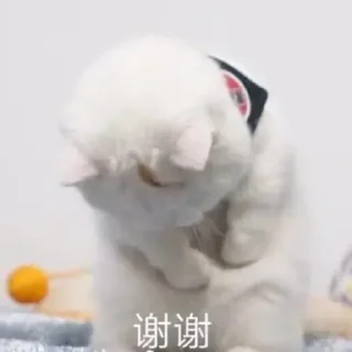 Sticker from 猫猫