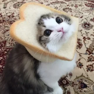 🍞 emoji Meow🌬️ @billimeowmeow Telegram sticker 19 of 28
