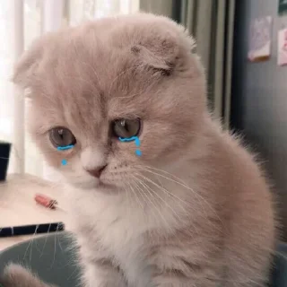 😢 emoji Meow🌬️ @billimeowmeow Telegram sticker 14 of 28