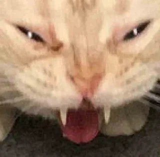 🤢 emoji admino666's video pack (@Mikasa_Ackr_bot) Telegram sticker 14 of 50