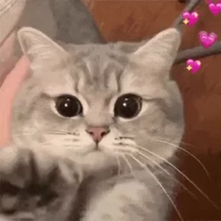 🐱 emoji 草包#2 Telegram sticker 17 of 27