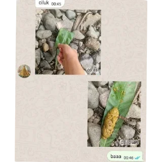 🐞 emoji apa ini? Telegram sticker 10 of 24