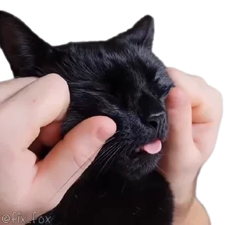 🥰 emoji ㅤㅤㅤㅤ's video pack (@Dazaiprobot) Telegram sticker 23 of 26