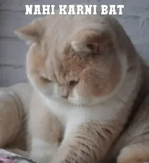 Sticker from Us Bhai us👍 @billimeowmeow