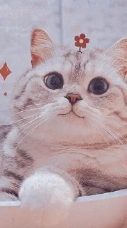✨ emoji Meoww @justaesthetix07 Telegram sticker 4 of 120
