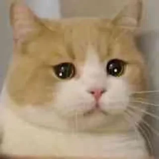 😢 emoji 啊！！！ Telegram sticker 6 of 17