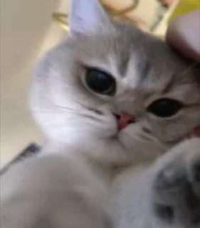 😘 emoji 崔智贤 视频贴纸包(0) Telegram sticker 7 of 50