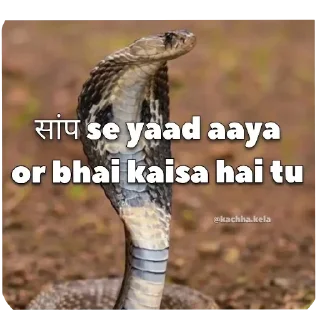 🐍 emoji Tatiya vicchu 2.0 💀 chin tapak dam dam @towebmbot Telegram sticker 23 of 117