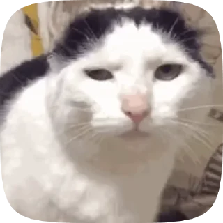 🌟 emoji ༺ 𒆜Kᴵᵞᴼᵀᴬᴷᴬ's video pack (@YaeMiko_Roxbot) Telegram sticker 19 of 48