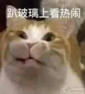 Sticker from 猫四的表情包