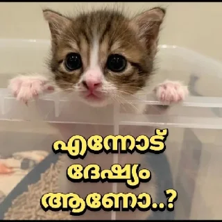 Sticker from Kitty cute