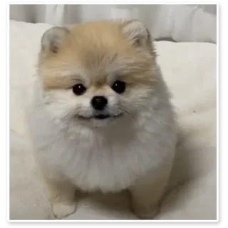 Sticker from Dog dog