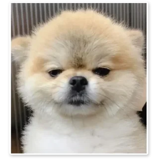 Sticker from Dog dog