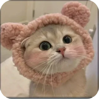 🐱 emoji @Abhaynood PAPA BOL Telegram sticker 8 of 114