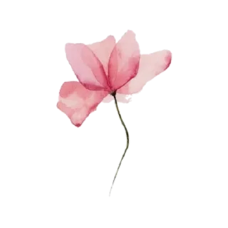 🌸 emoji 『@stickers_gifs_store』 Random pack ♥️🤍🌸🦋 — @stckrRobot Telegram sticker 7 of 85