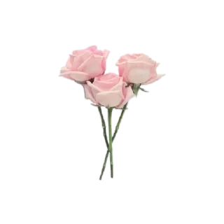 💐 emoji 『@stickers_gifs_store』 Random pack ♥️🤍🌸🦋 — @stckrRobot Telegram sticker 6 of 85