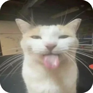 🐱 emoji Sticker by Kazuya Telegram sticker 20 of 92