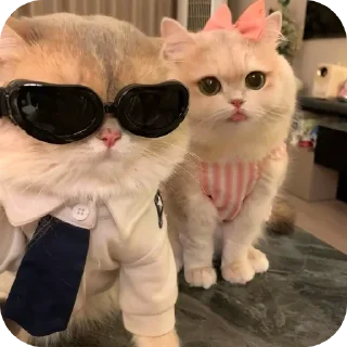 🐱 emoji CHUTIYA'S 💌's sticker pack (@reize_xd) Telegram sticker 2 of 14