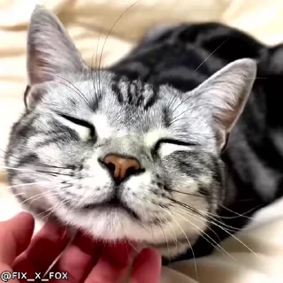 🥰 emoji ᴛᴇᴀᴍ ᴛғᴄ ᴘʀᴏ  @GIFS_4U Telegram sticker 18 of 101