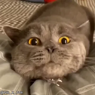 🥰 emoji ᴛᴇᴀᴍ ᴛғᴄ ᴘʀᴏ  @GIFS_4U Telegram sticker 16 of 101