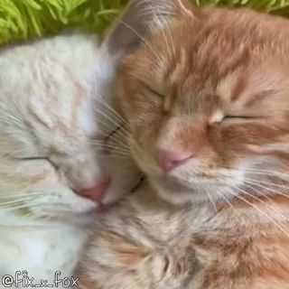 🥰 emoji ᴛᴇᴀᴍ ᴛғᴄ ᴘʀᴏ  @GIFS_4U Telegram sticker 20 of 101