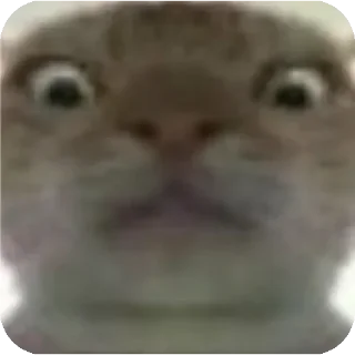 😠 emoji 鼠鼠猫猫头@Thesu_suyu Telegram sticker 9 of 37