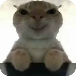 😁 emoji 鼠鼠猫猫头@Thesu_suyu Telegram sticker 24 of 37